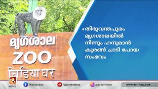 മൃഗശാലയില്‍ നിന്ന് ചാടിപ്പോയ മൂന്നാമത്തെ ഹനുമാന്‍ കുരങ്ങും തിരികെ എത്തി | Amrita News