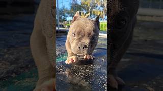 Superman the exotic micro bully #puppies #dogs #animals #cute #exotic #bullies #bully #puppy #litter