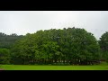 rain on katsura trees forest nature ambient sound refresh relax study 4k