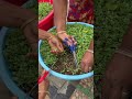 menthi kura. harvesting