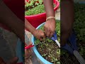 menthi kura. harvesting