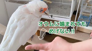 【大型インコ】噛まれて血が出ても触りたい！😆