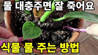 식물 물주는 방법