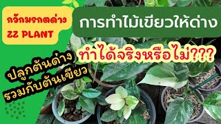 การทำไม้เขียวให้ด่างทำได้จริงหรือไม่#กวักมรกตด่าง#การขยายพันธุ์กวักมรกตด่าง#ไมัมงคล