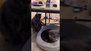 언니한테 대들다 참교육 당하는 모카 #cat #catlover #catshorts #catvideos #cats #고양이 #고양이영상 #고양이일상 #funcats #고양이브이로그