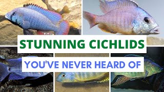 10 African Cichlids You've NEVER Heard of (Malawi edition)