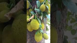 Jackfruit tree 🌳 🌳 | කොස් ගස | අපේ රටේ බත් ගස