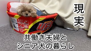 リアルな現実！弱愛シニア犬との暮らし　トイプードル／パート主婦