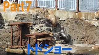 【おたる水族館】Part7　トドショー