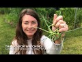 Harvesting Garlic Scapes For Dinner