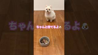 猫と犬の仲良しご飯タイム #ポメラニアン #犬 #動物 #pomeranian #dog #shorts #포메라니안