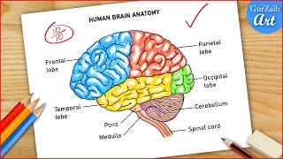Human Brain Labelled diagram / parts of brain diagram coloured drawing easy / CBSE