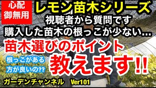 【レモン苗木　苗木選びのポイント】購入する時、実際どれが良いのか分からないですよね⁉教えます!!Ver101【カーメン君】【レモン苗木】【レモン】