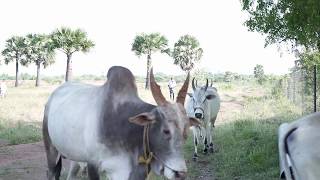 100% பாரம்பரிய விவசாய முறை