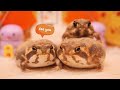 小っちゃい家族が増えました♡ new rain frog！