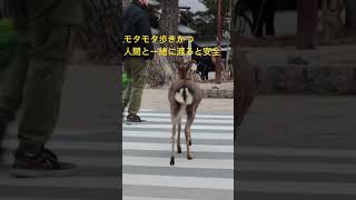 Nara  Japan  人間と一緒に渡ると安心。 #shorts   #奈良公園   # #奈良の鹿   #deer  #narapark