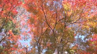 倉真温泉の紅葉