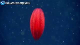 EX1903L2  Dive 13 Jul 05 2019 Hour 1 Bottom Okeanos Explorer ROV Dive