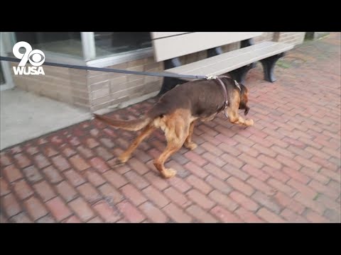 How far can a bloodhound track?