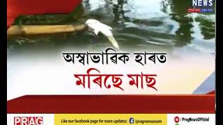 Hoards of fishes dying mysteriously in Samaguri