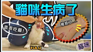 【魚乾】ULU尿尿的地方壞掉了...貓下泌尿道症候群 (上)