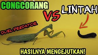 MENGERIKAN! LINTAH VS BELALANG SEMBAH! LEECH VS MANTIS!