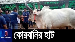 হাটে আসতে শুরু করেছে কোরবানির পশু || Korbani Haat