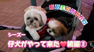 【シーズー】仔犬が我が家に♡続編②～初めてのお出かけ～