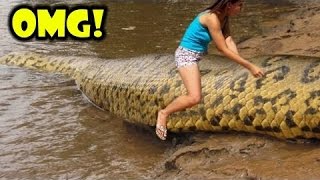 Wild Discovery Channel Animals ~ We Caught Giant Snake Anaconda ~ Animal Planet Documentary