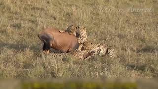jungle animals cheetah attack animal attack craziest animal fights wild animals atack animal attacks