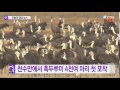 전세계 흑두루미 1 3이 천수만에 ytn