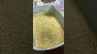 Millet cat litter