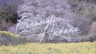 【Cinematic Hadano】File.001「蓑毛の淡墨桜　見頃に」