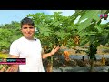 चार कठ्ठाको मेवा खेतिबाटै ८ लाख कमाई papaya farming in nepal agriculture in nepal wave nepal