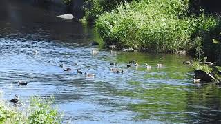 カルガモの集団求愛行動 英語名:spot-billed duck（軽鴨、学名:Anas zonorhyncha）鳥綱カモ目カモ科マガモ属　DSCN1990