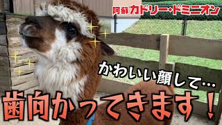 アルパカの体温測定が「命懸け」であることがわかる動画。