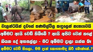 වැලන්ටයින් දවසේ තණමල්විලම කඳුලෙන් නැහැවෙයි