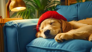 Calming Music for Dogs 🐶 Soothing Sounds to Help Ease Separation Anxiety at Home