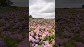 #france #hydrangea#macrophylla#hortensia#гортензия#garden#гортензія#flowers#park#jardin#shorts