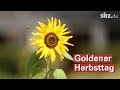 Goldener Herbst: Spätsommerwetter im Oktober