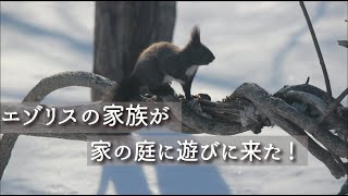 【北海道暮らし】うちの庭にエゾリスが来た/ squirrels in Hokkaido