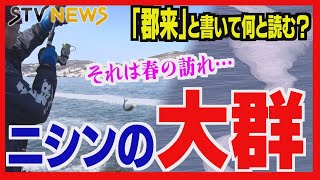 ニシン大群押し寄せる「白濁の海」