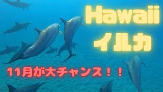 【ハワイ・イルカと泳ぐ】船無し浅瀬でドルフィンスイム！シュノーケリング天国オアフ島（ep-31）