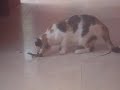 cat eating a live lizard in antigua