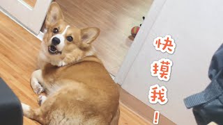 柯基cookie开口说话要摸摸|Cute Corgi Cookie