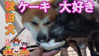 【秋田犬　AKITAINU】誕生日ケーキは美味しいな