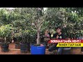 How to Force Mango Plants in Pots to Bear Heavy Fruit Without Stop