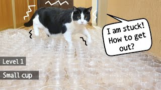 Crazy Cup Challenge!!! 3 levels (small-medium-large cups). Can the cat go through all this?