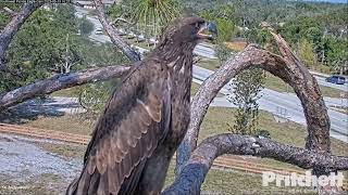 SWFL Bald Eagles: Possible Last Moments with E22 as Life Awaits🦅💖 2023 May 13