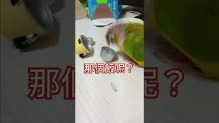 飯呢？｜鳥主子啾啾